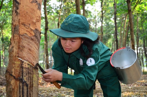 Nông trường Bachiang I nhiều năm liền năng suất 2 tấn/ha